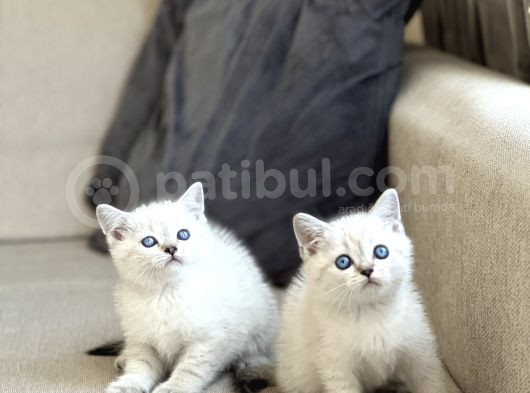 Güzel Surat Bri̇ti̇sh Shorthai̇r Si̇lver Poi̇nt Yavrularim