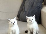 Güzel Surat Bri̇ti̇sh Shorthai̇r Si̇lver Poi̇nt Yavrularim