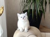 Hari̇ka Göz Rengi̇nde Bri̇ti̇sh Shorthai̇r Si̇lver Poi̇nt Yavrum
