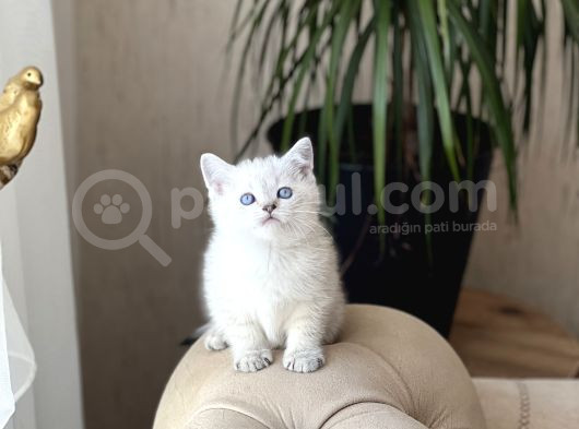 Hari̇ka Göz Rengi̇nde Bri̇ti̇sh Shorthai̇r Si̇lver Poi̇nt Yavrum görsel