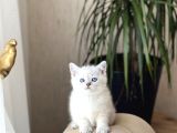 HARİKA GÖZ RENGİNDE BRİTİSH SHORTHAİR SİLVER POİNT YAVRUM