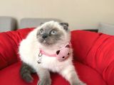 Scottish Fold Bluepoint