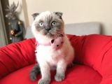 Scottish Fold Bluepoint
