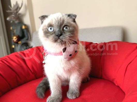 Scottish Fold Bluepoint görsel