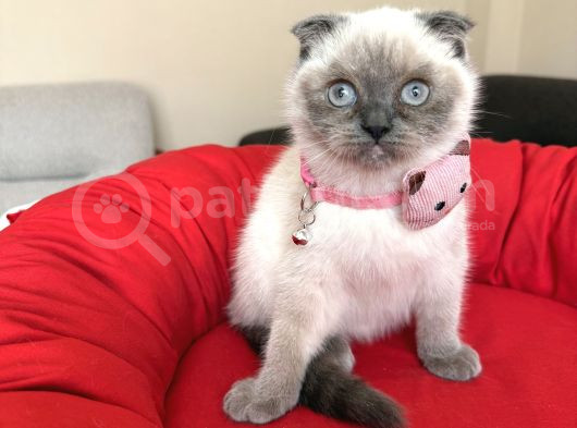Scottish Fold Bluepoint görsel