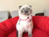 Scottish fold Bluepoint