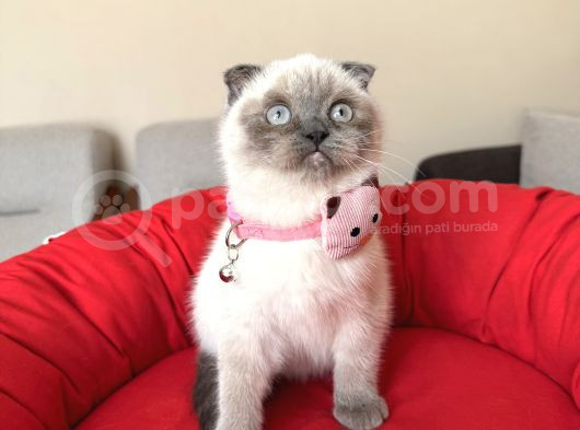 Scottish Fold Bluepoint