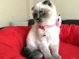 Scottish Fold Bluepoint