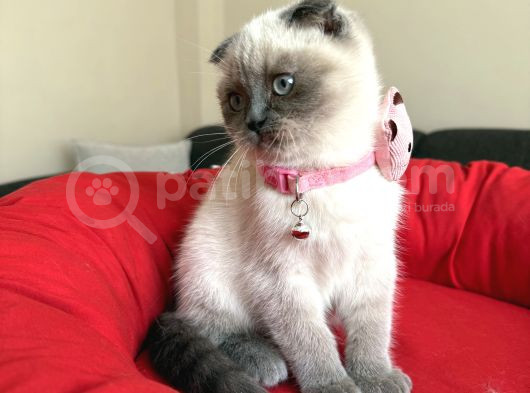 Scottish Fold Bluepoint görsel