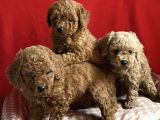 A Kali̇te Poodle Lar