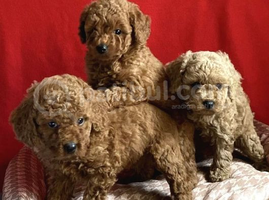 A Kali̇te Poodle Lar görsel