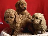 A Kali̇te Poodle Lar