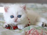 PAMUK GİBİ SİLVER BRİTİSH SHORTHAİR