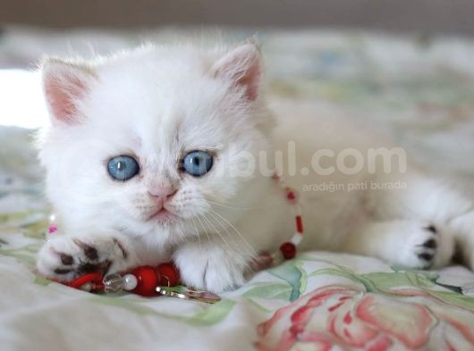 PAMUK GİBİ SİLVER BRİTİSH SHORTHAİR