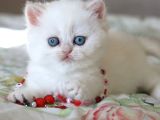 Pamuk Gi̇bi̇ Si̇lver Bri̇ti̇sh Shorthai̇r