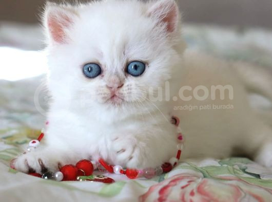 Pamuk Gi̇bi̇ Si̇lver Bri̇ti̇sh Shorthai̇r görsel