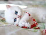 Pamuk Gi̇bi̇ Si̇lver Bri̇ti̇sh Shorthai̇r