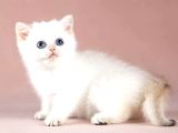 Kalitede Silver British Shorthair