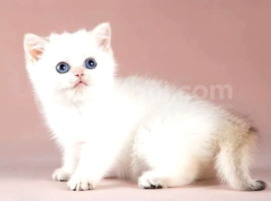 Kalitede Silver British Shorthair görsel