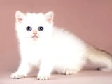 Kalitede Silver British Shorthair
