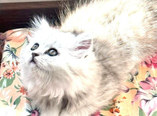 Güzeller Güzeli Chinchilla Bebeğim Ömürlük Yuvasına Gitmeye görsel