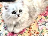 Güzeller Güzeli Chinchilla Bebeğim Ömürlük Yuvasına Gitmeye