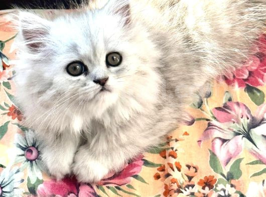 Güzeller Güzeli Chinchilla Bebeğim Ömürlük Yuvasına Gitmeye görsel