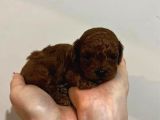SAFKAN KORE RED BROWN TOY POODLE YAVRULARIMIZ