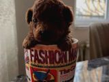 Safkan Kore Red Brown Toy Poodle Yavrularimiz