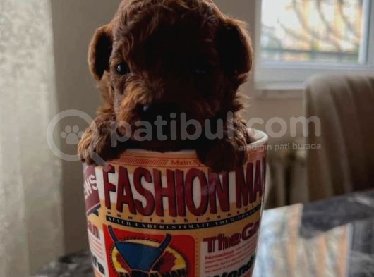 Safkan Kore Red Brown Toy Poodle Yavrularimiz görsel