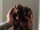 Safkan Kore Red Brown Toy Poodle Yavrularimiz