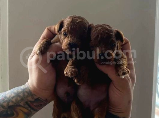 Safkan Kore Red Brown Toy Poodle Yavrularimiz görsel