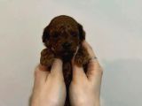 Safkan Kore Red Brown Toy Poodle Yavrularimiz