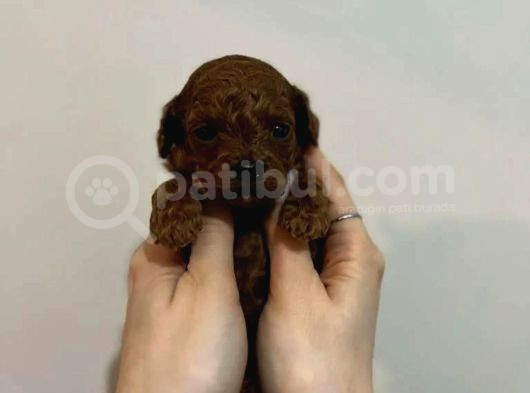 Safkan Kore Red Brown Toy Poodle Yavrularimiz görsel