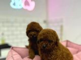 Safkan Kore Red Brown Toy Poodle Yavrularimiz