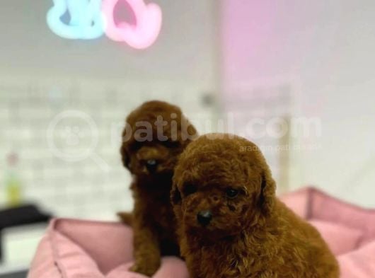 Safkan Kore Red Brown Toy Poodle Yavrularimiz görsel