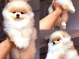 Pomeranian Boo
