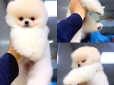 Pomeranian Boo