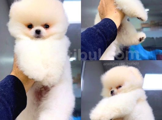 Pomeranian Boo görsel