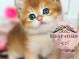 Altın Parlaklığında Golden British Shorthair