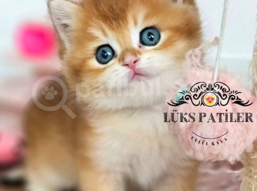 Altın Parlaklığında Golden British Shorthair görsel