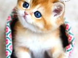 Altın Parlaklığında Golden British Shorthair