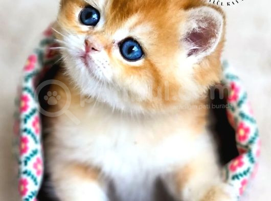 Altın Parlaklığında Golden British Shorthair