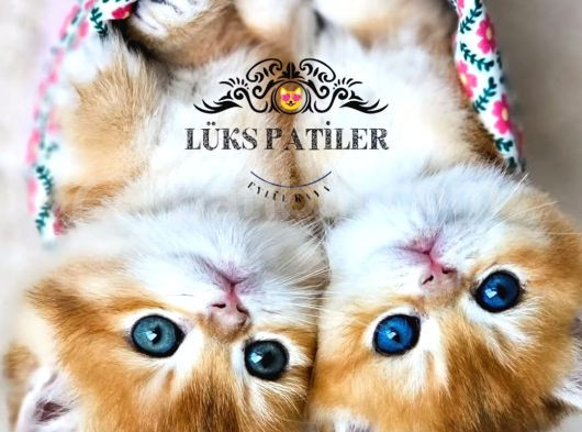 Altın Parlaklığında Golden British Shorthair görsel