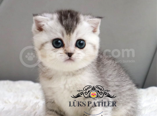 Harika Top Kafacık Silver Scottish Fold Shorthair Ns24 görsel