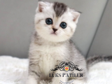 Harika Top Kafacık Silver Scottish Fold Shorthair Ns24