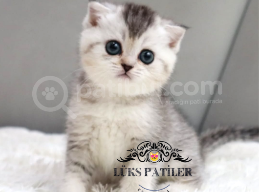 Harika Top Kafacık Silver Scottish Fold Shorthair Ns24 görsel