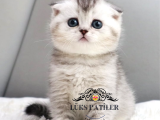 Harika Top Kafacık Silver Scottish Fold Shorthair Ns24