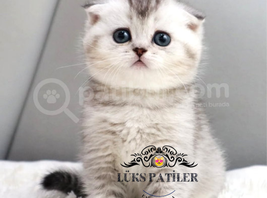 Harika Top Kafacık Silver Scottish Fold Shorthair Ns24 görsel