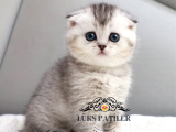 Harika Top Kafacık Silver Scottish Fold Shorthair Ns24